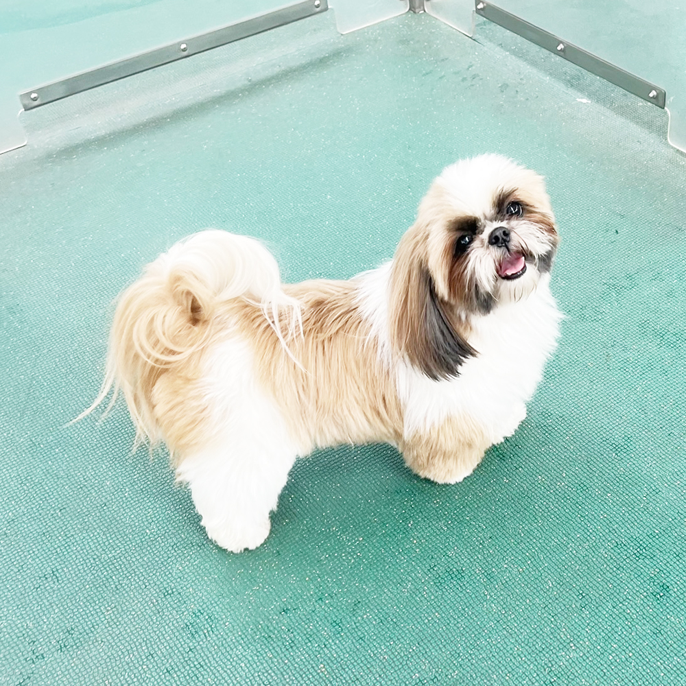 生徒が撮影したモデル犬の写真を送ってくれました☆